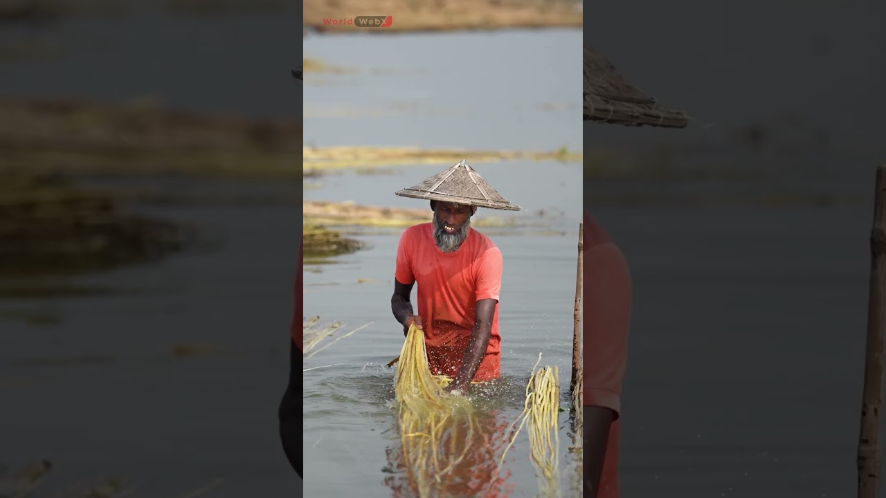 Unveiling the Art of Jute Production