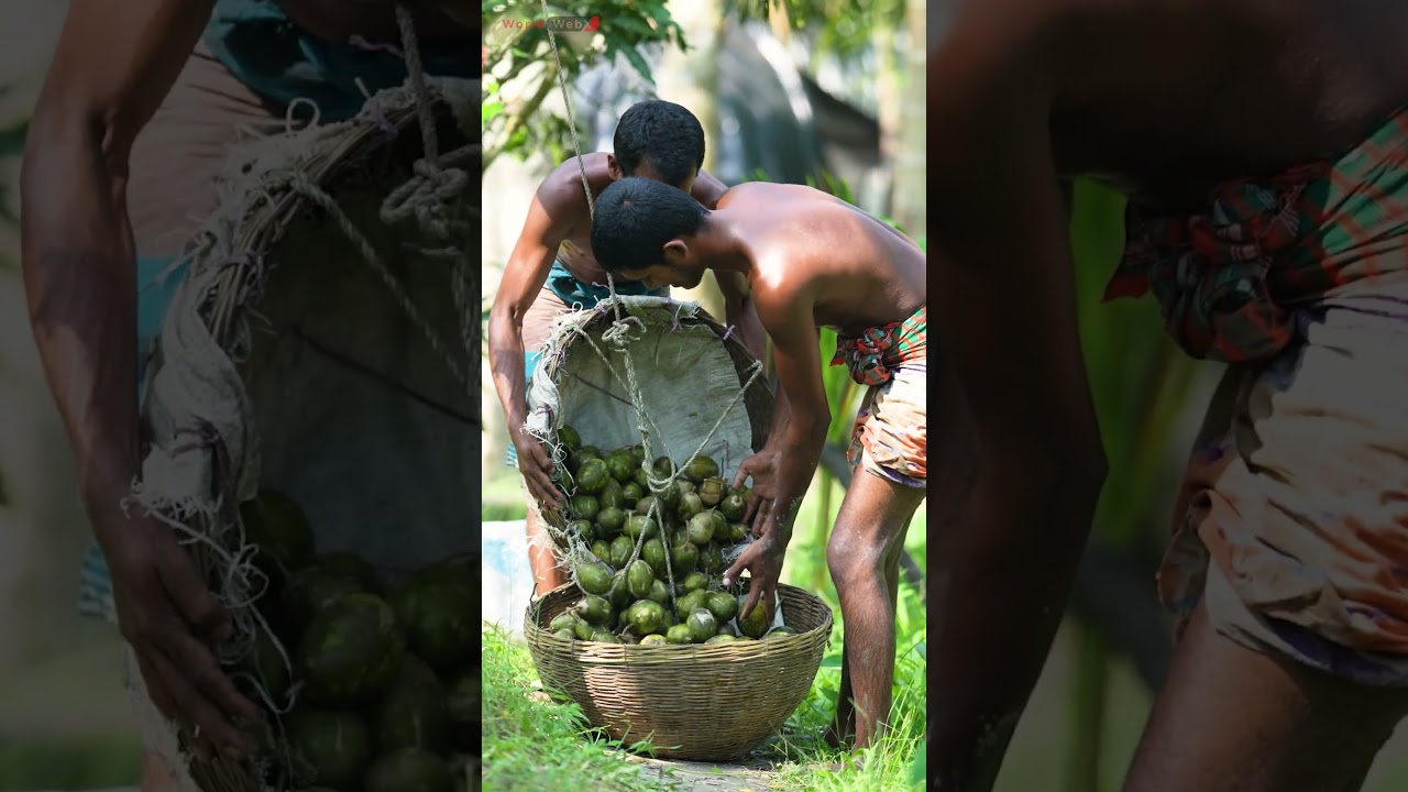 Harvesting juicy hog plums from the lush garden