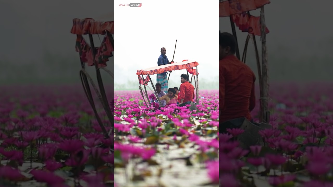 Lost in a sea of serenity: Exploring the enchanting world of water lilies