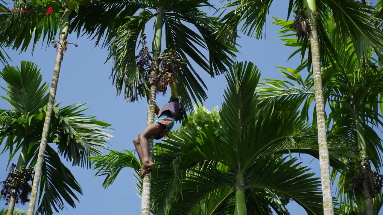 Risking It All: Child Labor in the Treacherous World of Betel Nut Harvesting | WorldWebX