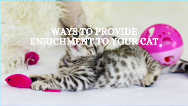 3 Ways to Provide Enrichment to Your Cat