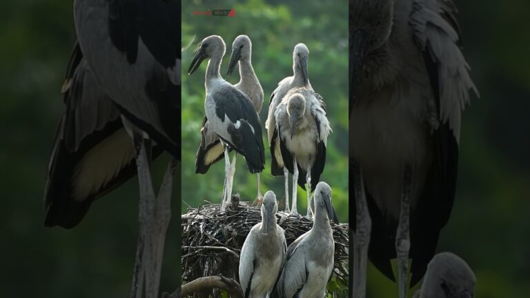 Exploring the Majestic World of Openbill Storks